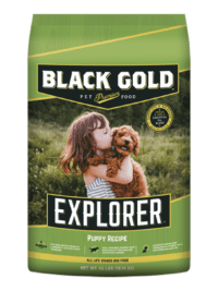 Black Gold Puppy