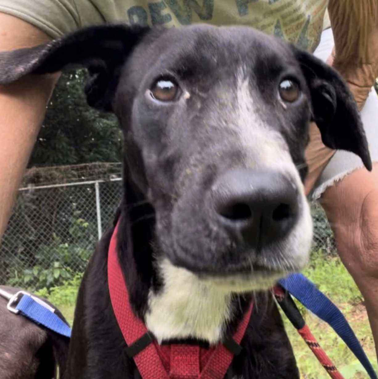 Read more about the article How to Help Stray Dogs in Saint Lucia: Supporting SLAPS and Local Animal Rescue Efforts